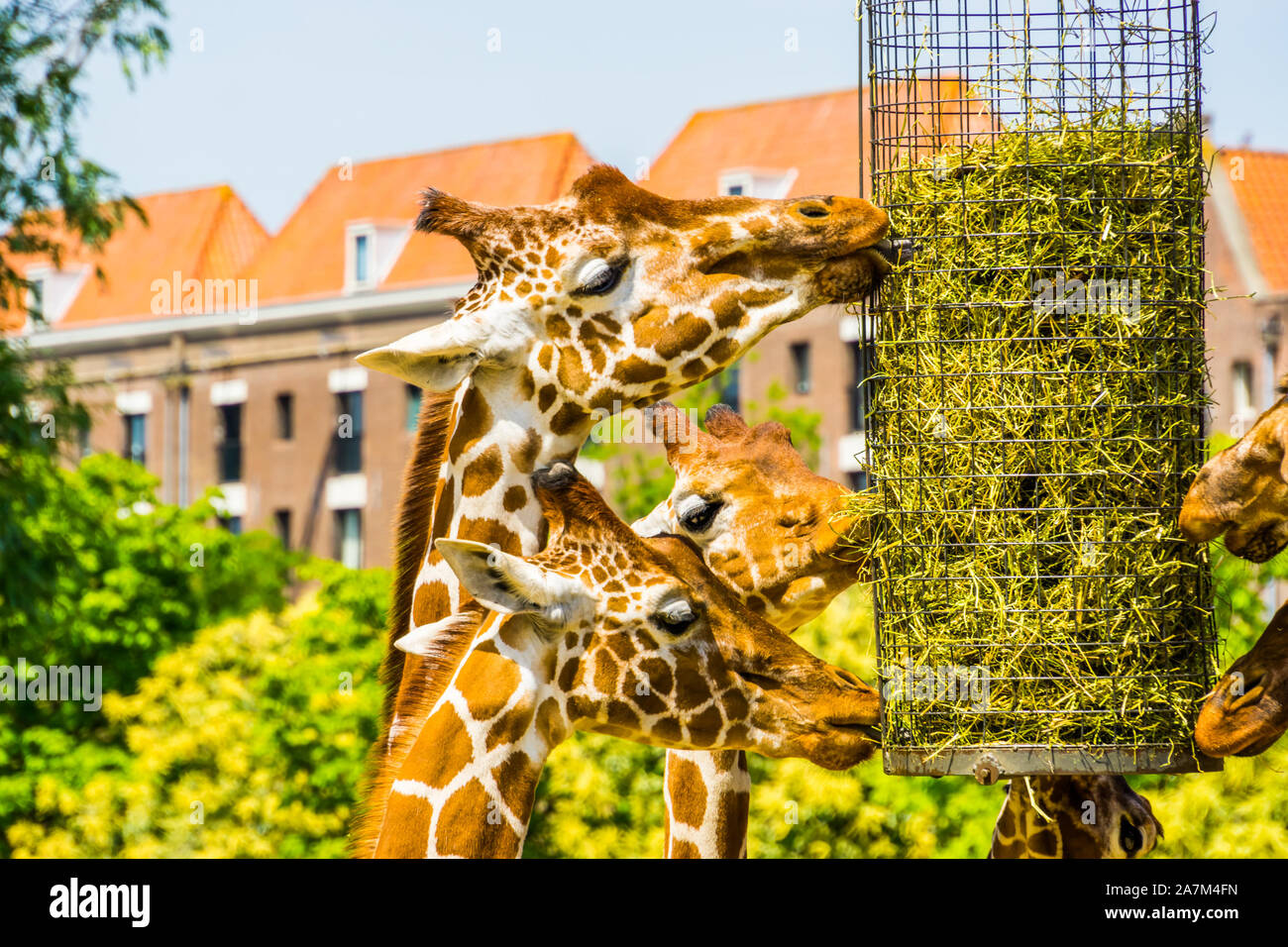 Somali giraffes eating hay from a basket, zoo animal feeding equipment, Endangered animal specie from Africa Stock Photo
