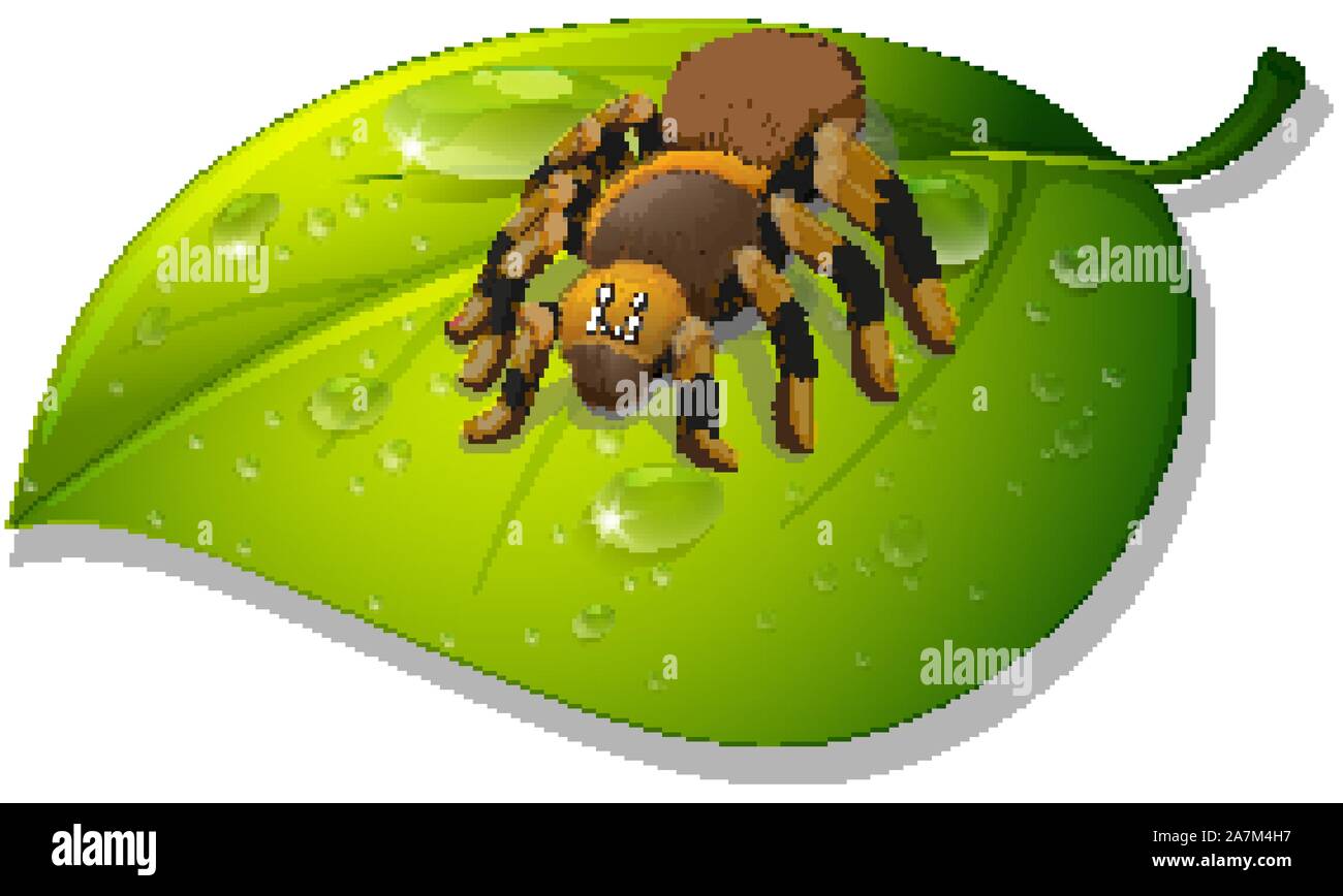 Tarantula spider on green leaf on white background illustration Stock