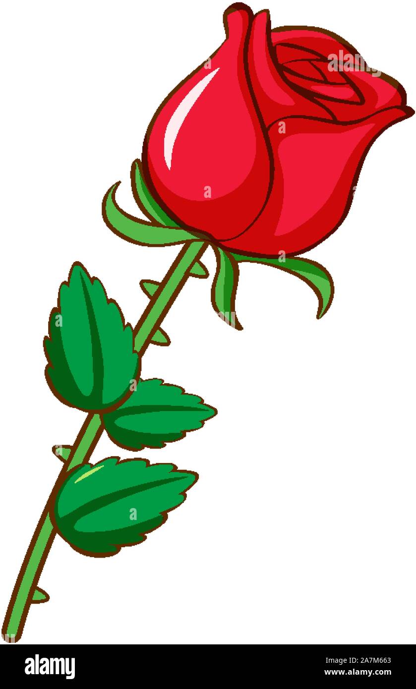 Red rose on white background illustration Stock Vector Image & Art - Alamy