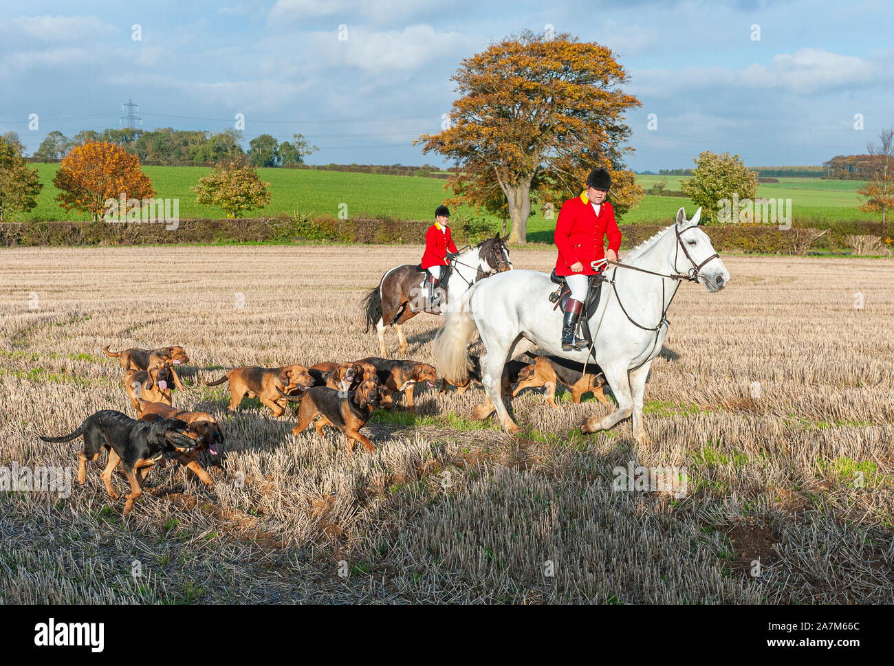 Cranwell, Lincoln, Lincolnshire, UK. 3rd November 2017. On Saint Hubert’s Day, the patron saint on hunters, hunting and dogs, the Cranwell Bloodhounds opening meet of the season attracted strong support and followers as they hunted ‘the clean boot’ meaning they hunt the natural scent of man, which is a dedicated cross-country runner. Formed in 1992 the Cranwell Bloodhounds are one of the newest pack of hounds in the country.  Credit: Matt Limb OBE/Alamy Live News Stock Photo