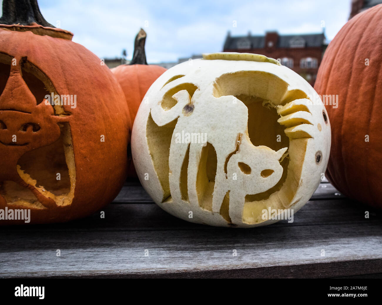 A cat is carved in the Halloween pumpkin.. Stock Photo
