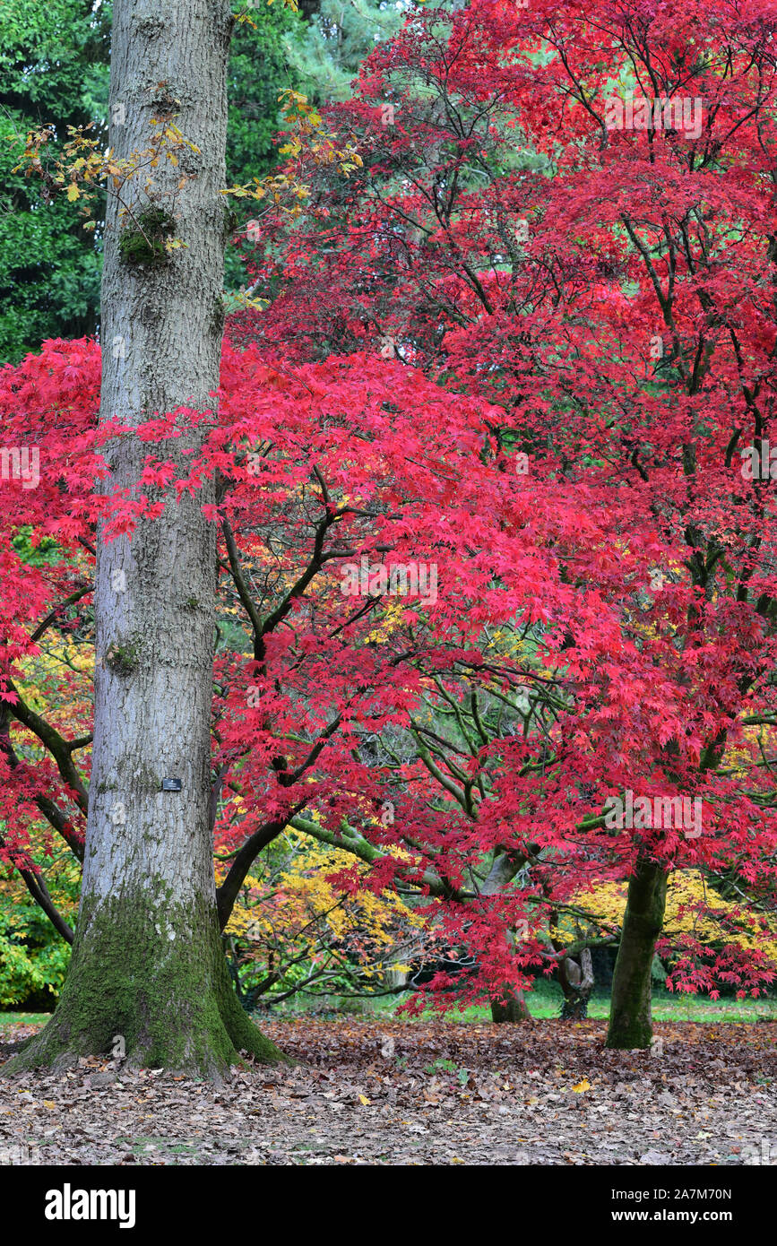 Two Japanese Acers stand resplendent in their vivid autumnal colours in a Gloucestershire woodland, England, UK. Stock Photo
