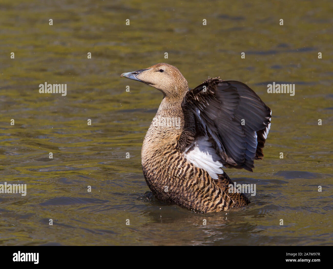 Detailed close up of female eider duck (Somateria mollissima) isolated outdoors, Slimbridge Wetland Centre, in water, flapping wings enjoying sunshine. Stock Photo