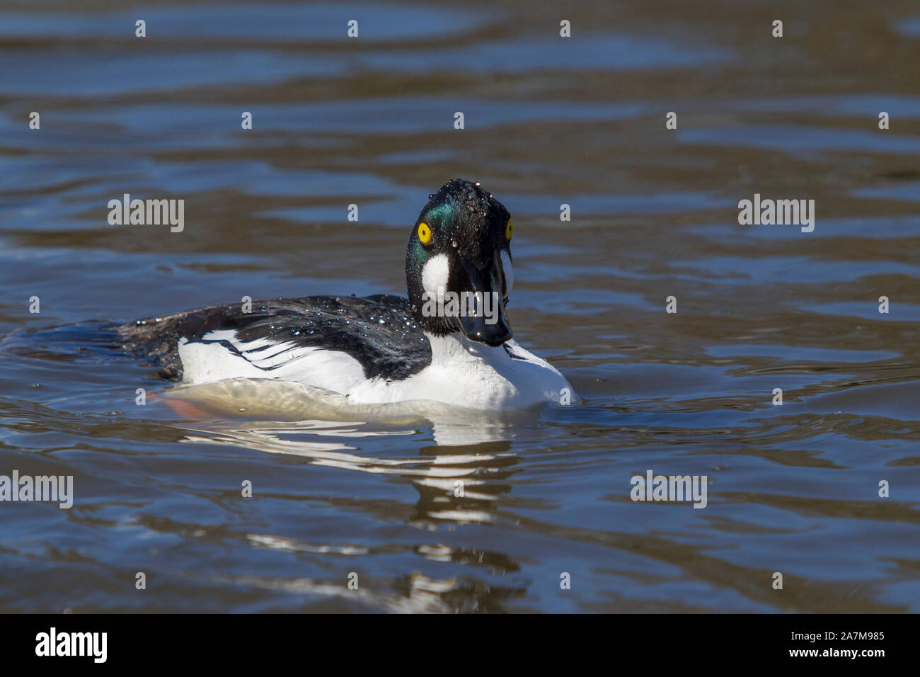 Detailed close up of male goldeneye duck (Bucephala clangula) isolated, swimming in calm water, enjoying sunshine, at Slimbridge Wetland Centre, UK. Stock Photo