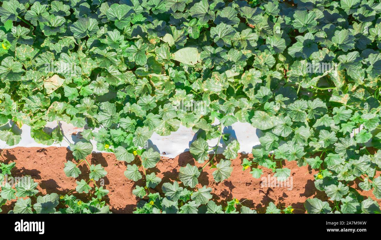 Brazilian Fruit And Palm Tree Farm Shot From Above With A Drone Showing The Green Melon Plants And Palm Trees During Harvesting Surrounded By Red Sand Stock Photo Alamy