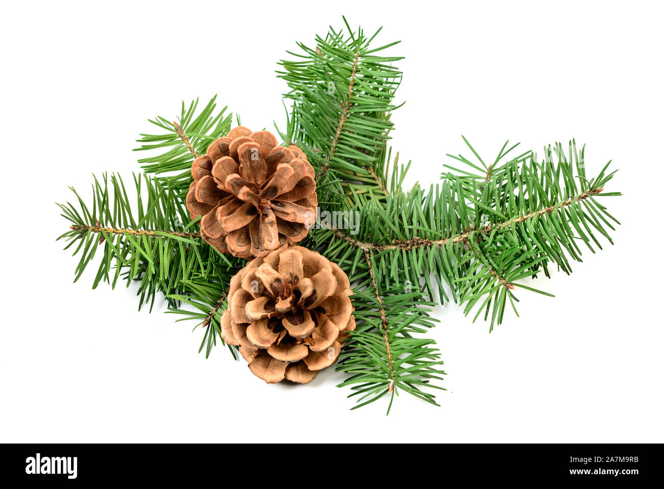 Pine cones with Christmas tree branch on a white background Stock Photo