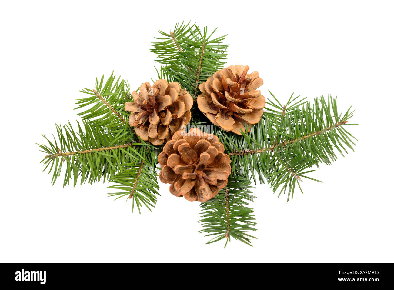Pine cones with Christmas tree branch isolated on a white background. Holiday ornament design element Stock Photo