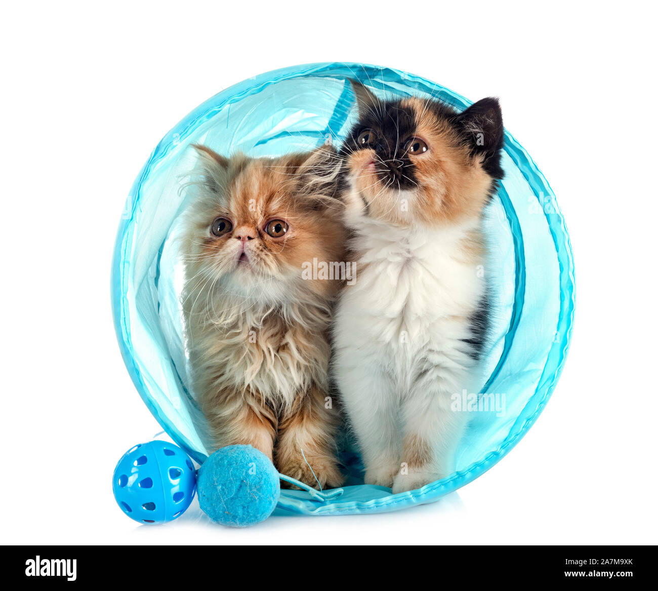 two kitten in front of white background Stock Photo
