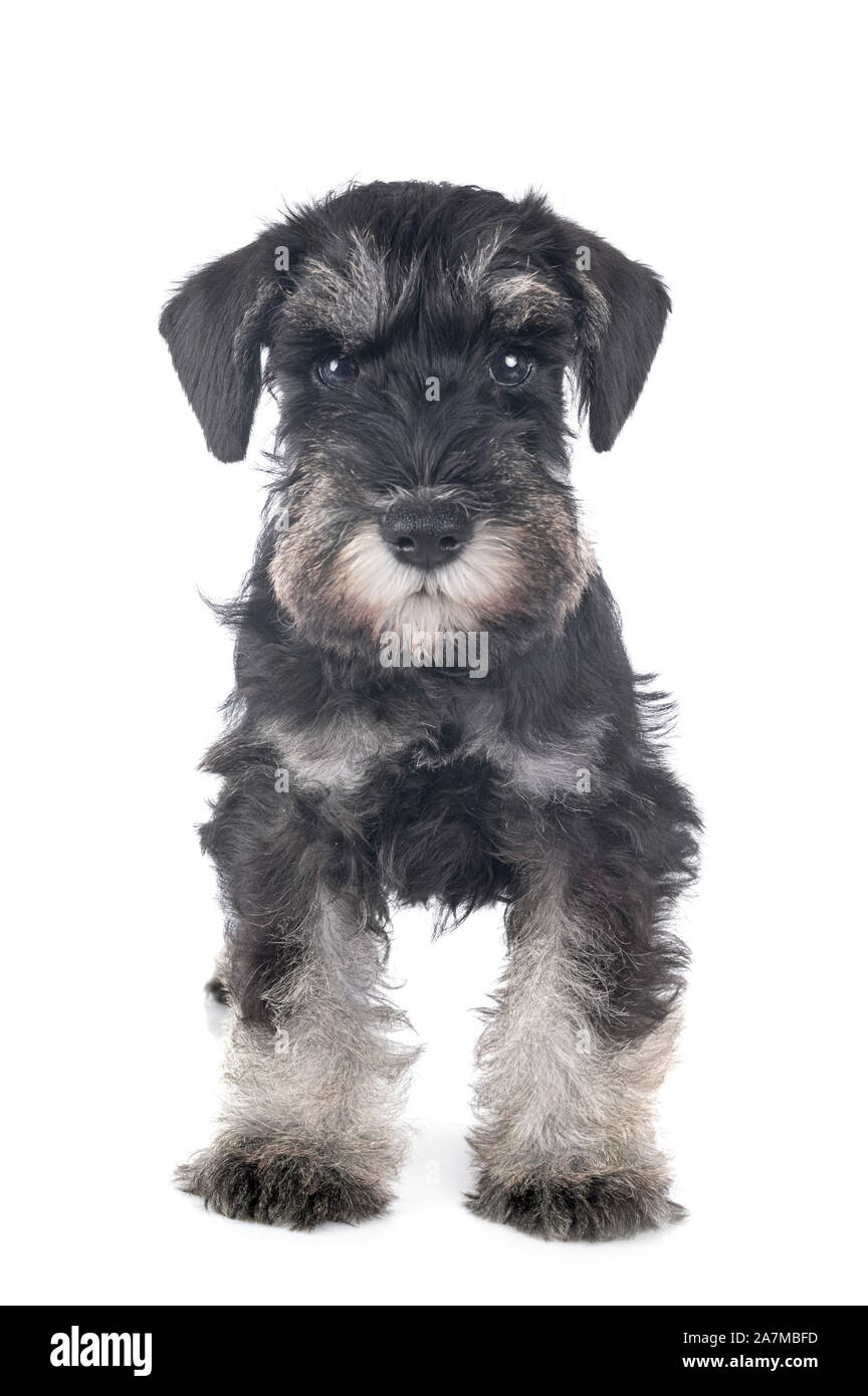 puppy miniature schnauzer in front of white background Stock Photo - Alamy