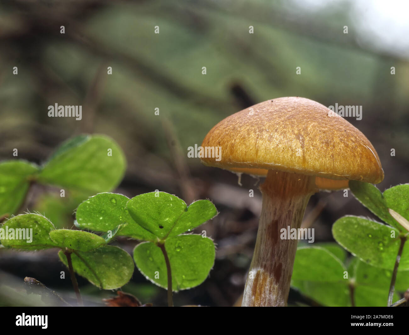 Tiny mushrooms Stock Photo