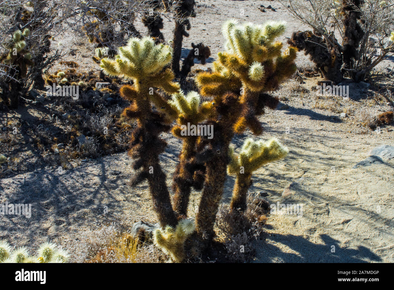 Cholla cactus 7624 Stock Photo