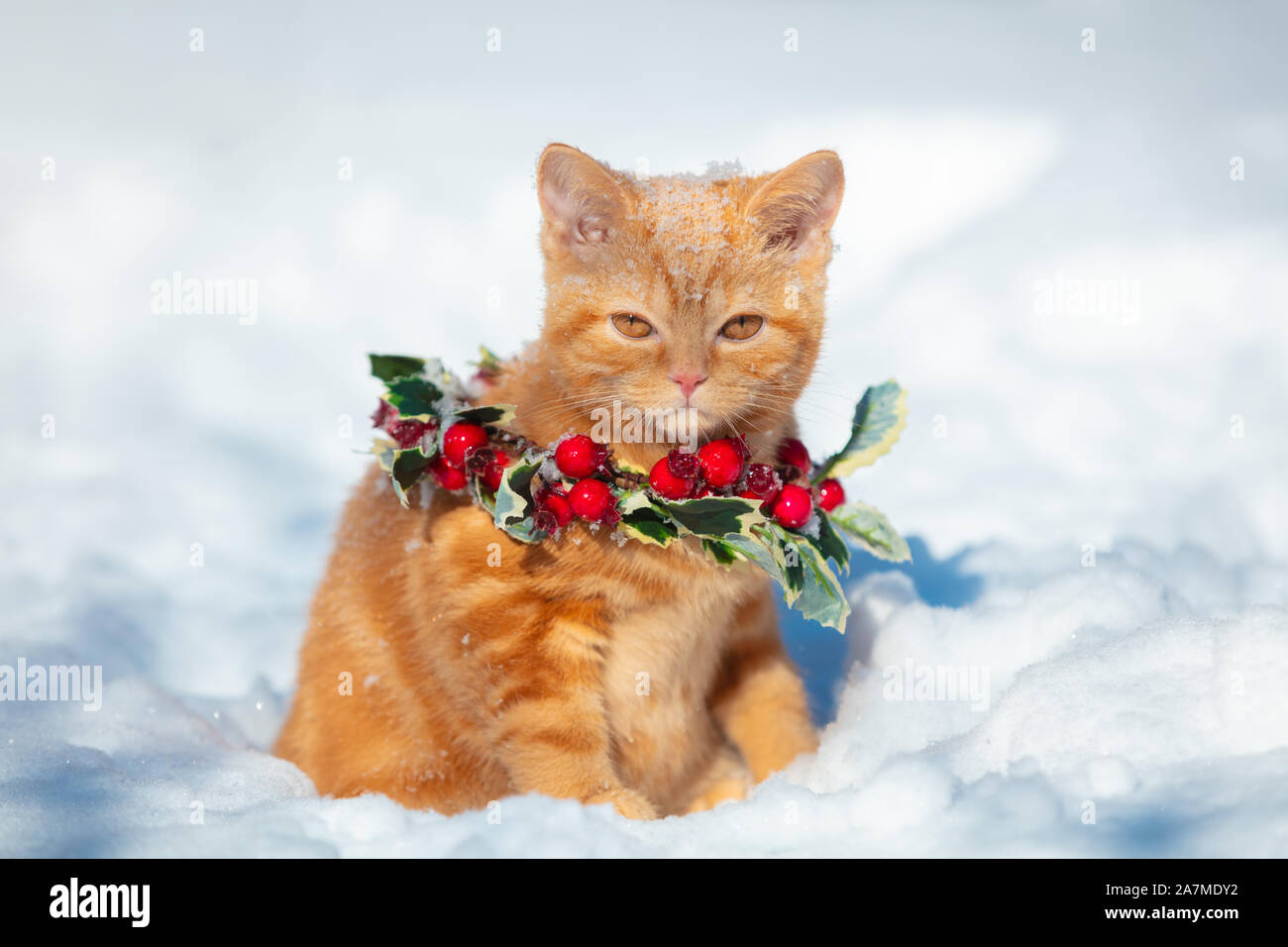 Little red kitten in a Christmas wreath sits on snow in the winter Stock Photo