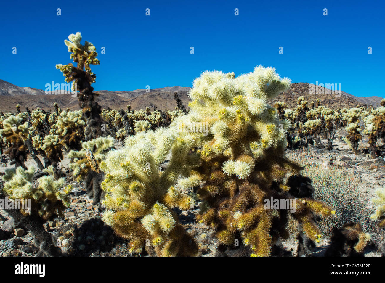 Cholla cactus 7632 Stock Photo