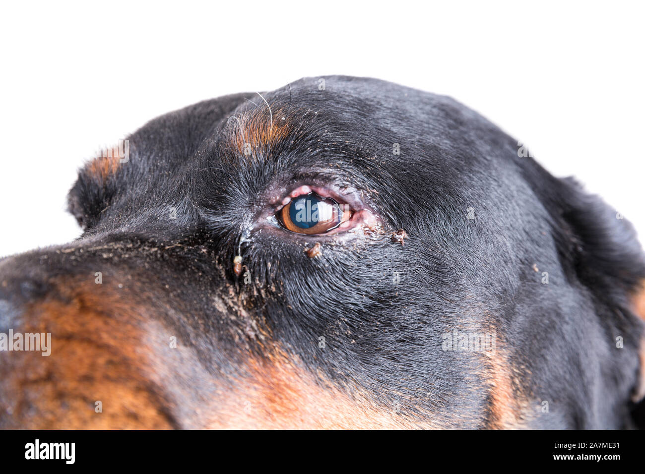Red swollen inflamed dog's eyes during an infection Stock Photo - Alamy
