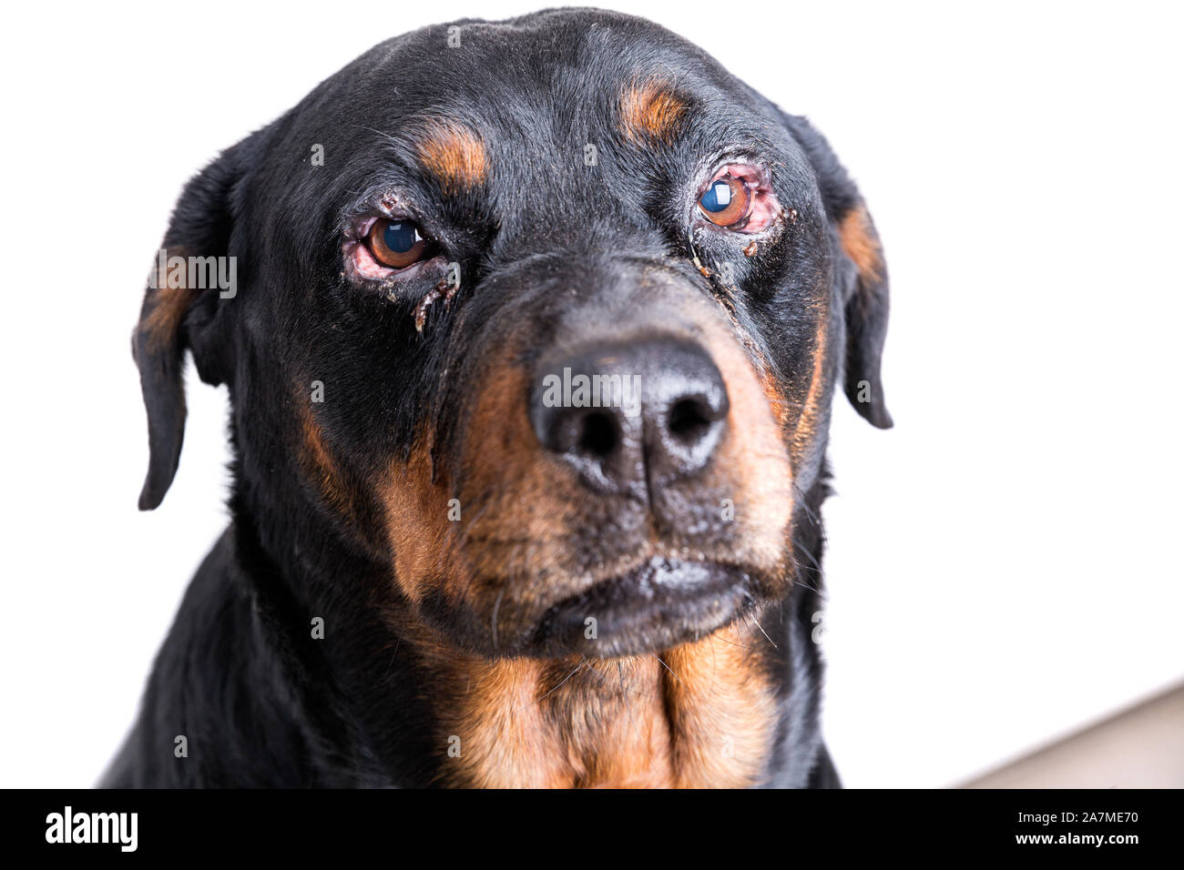 Conjunctivitis dog hi-res stock and images -