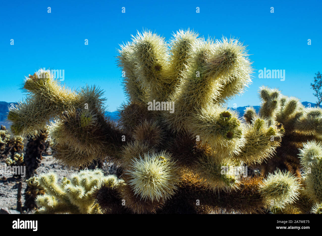 Cholla cactus 7634 Stock Photo