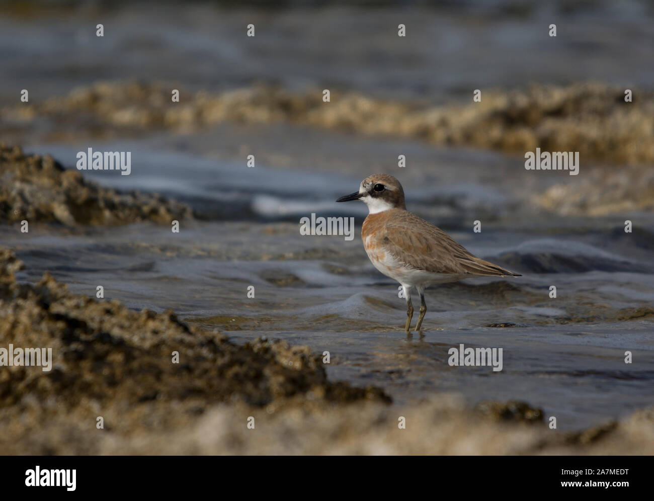 Greater Sand Plover (Charadrius leschennaultii) in the surf on the Island of Cyprus. Stock Photo