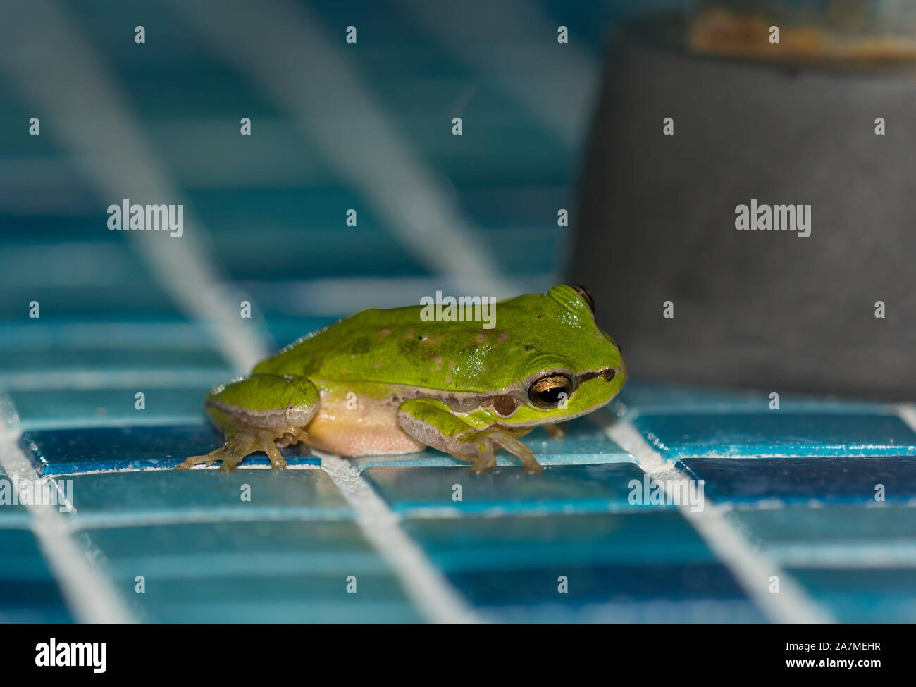 Lemon Yellow Tree Frog (Hyla savigni) on the Island of Cyprus Greece. Stock Photo