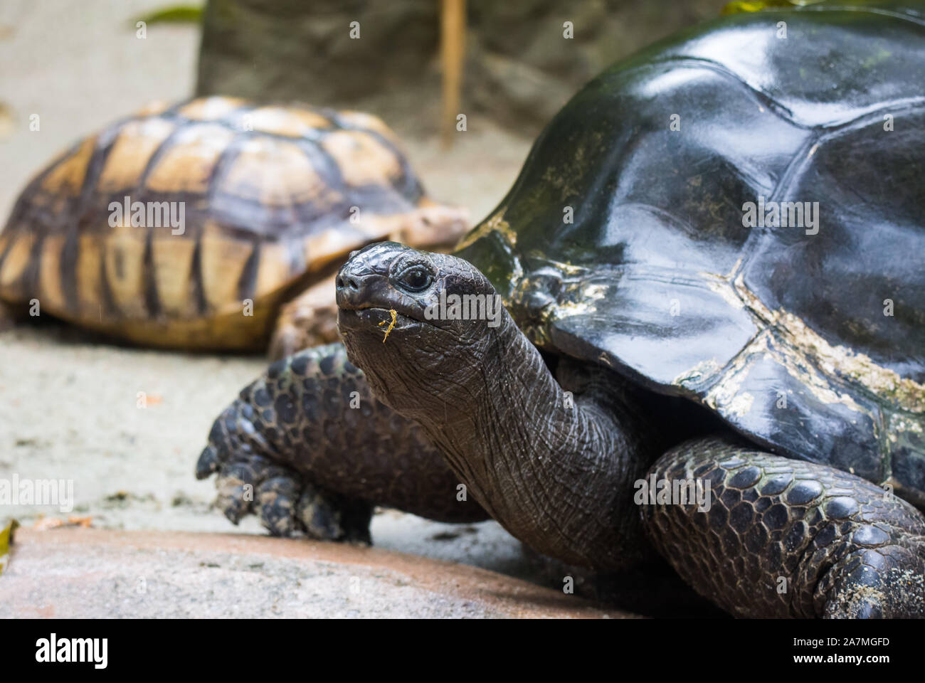 Closeup portrait of Galapagos giant tortoise ,Chelonoidis nigra, with ...