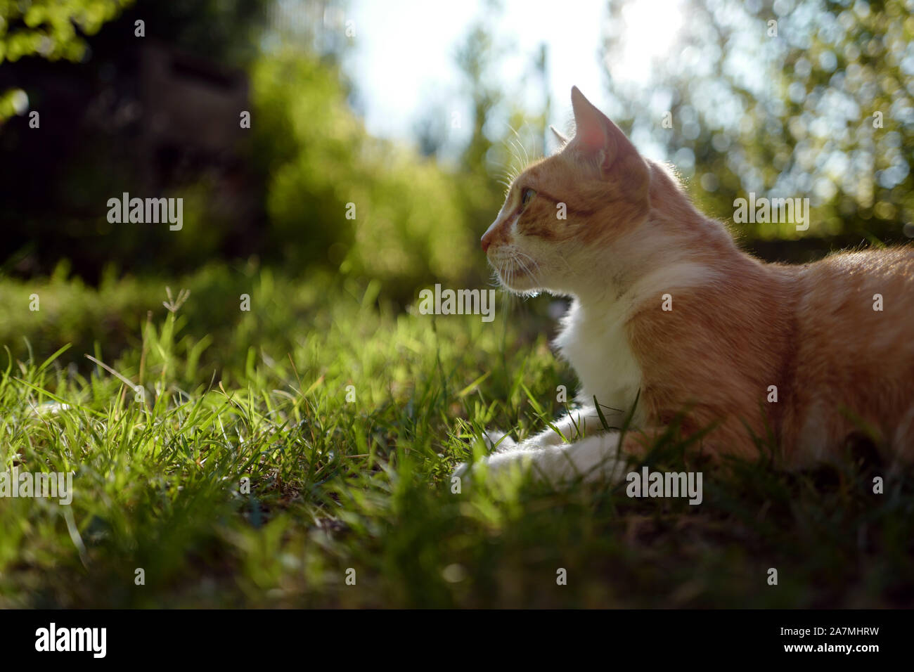 Orange tabby cat grass hi-res stock photography and images - Alamy