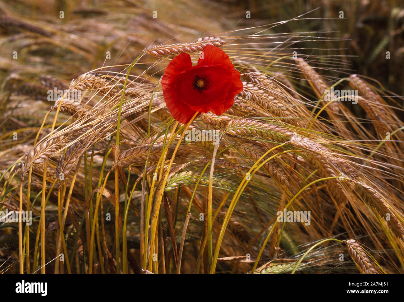 Poppy Flower in a cornfield, Bavaria, Germany, Europe Stock Photo