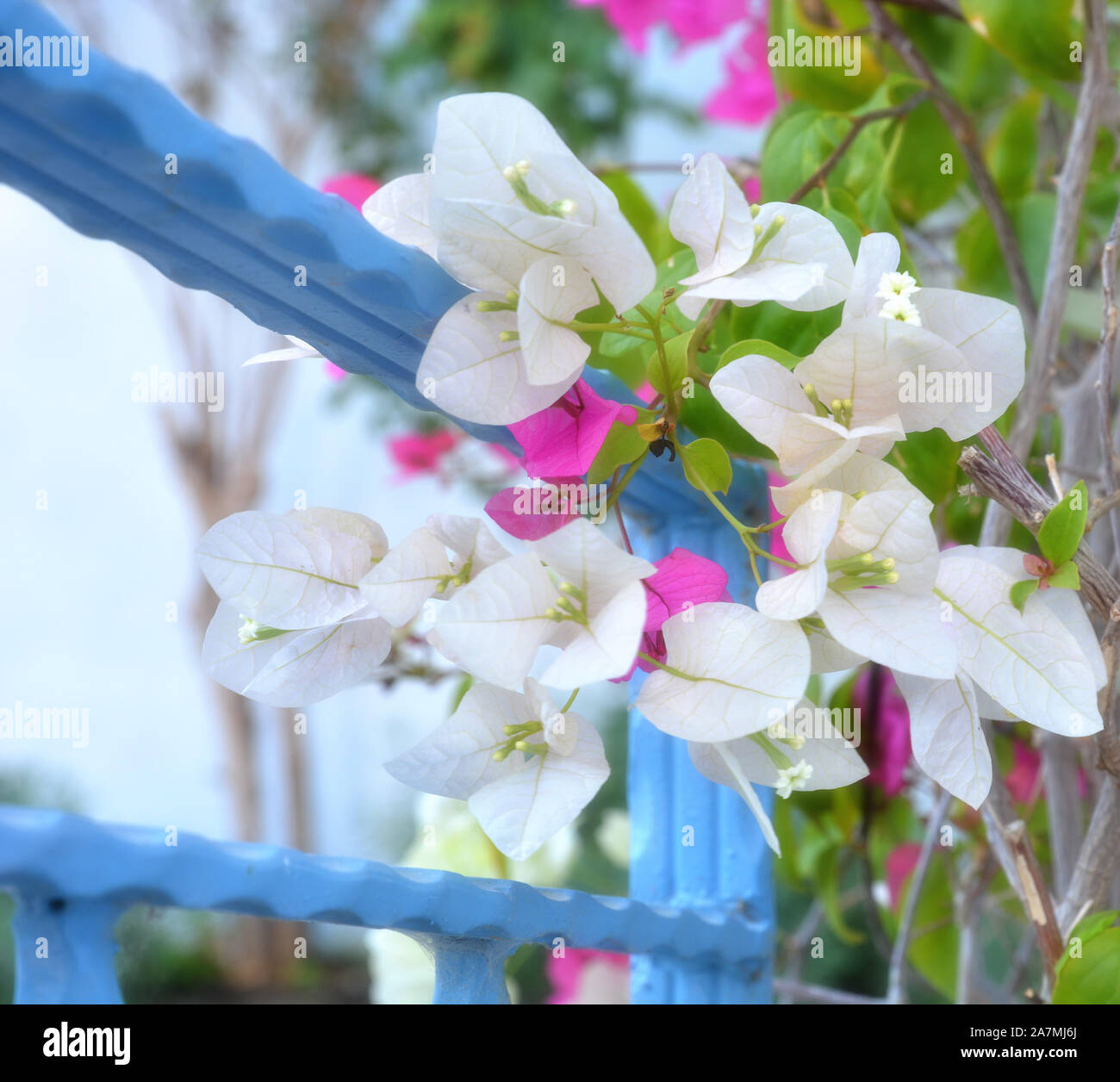 Beautiful white bougainvillea flowers in the garden Stock Photo