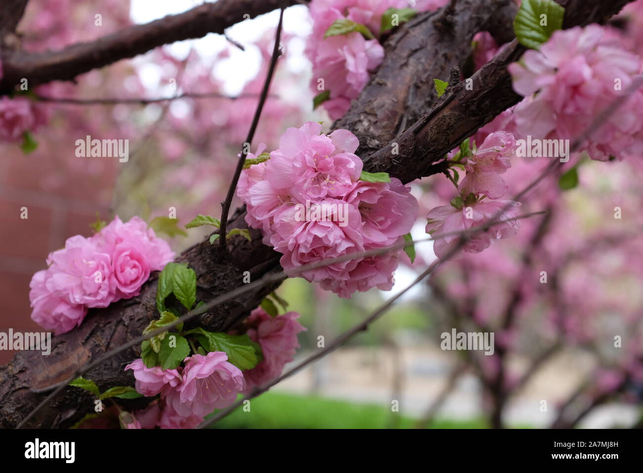 Peach flowers in garden on a tree, China spring Stock Photo Alamy