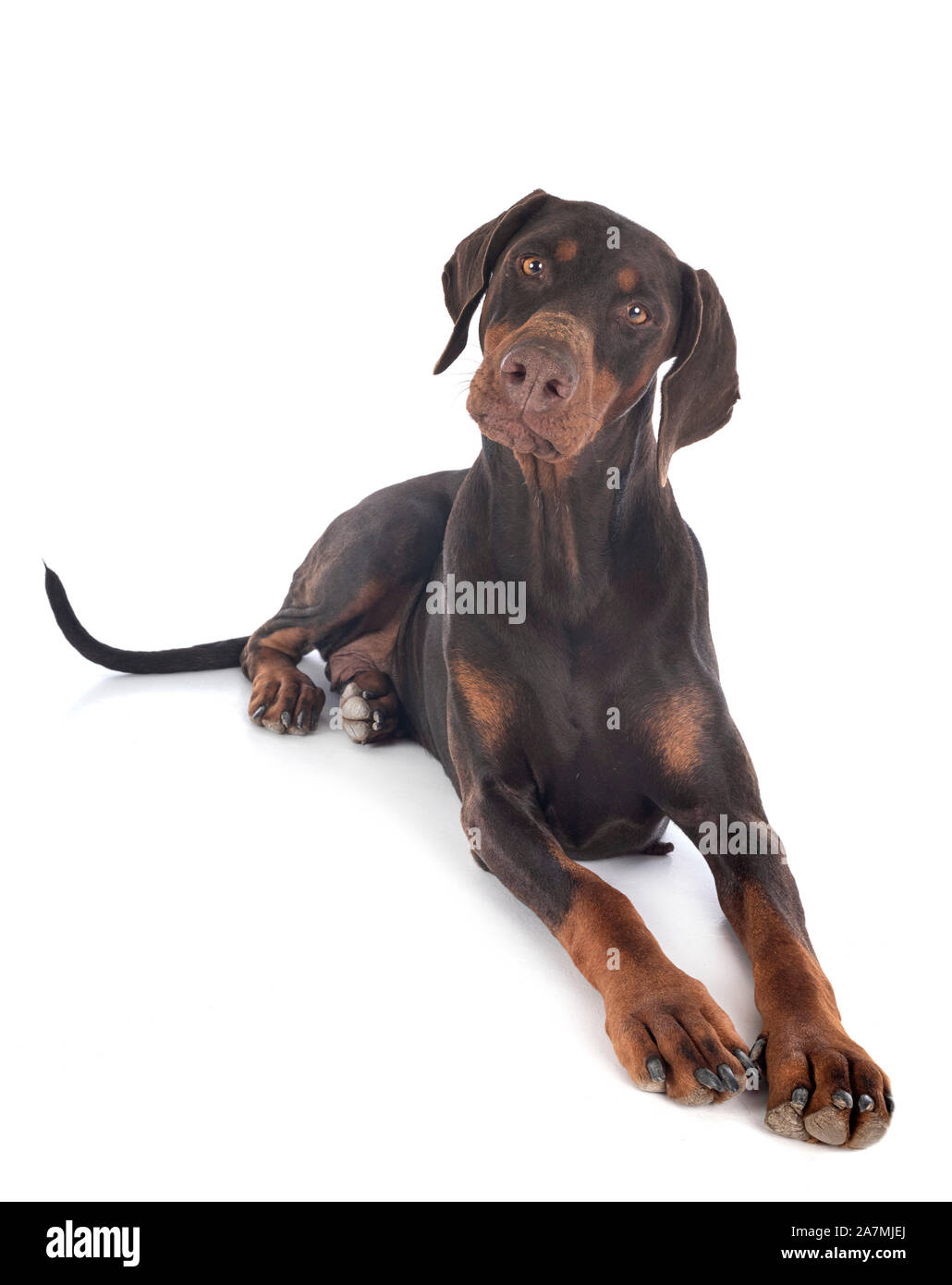 dobermann pinsher in front of white background Stock Photo