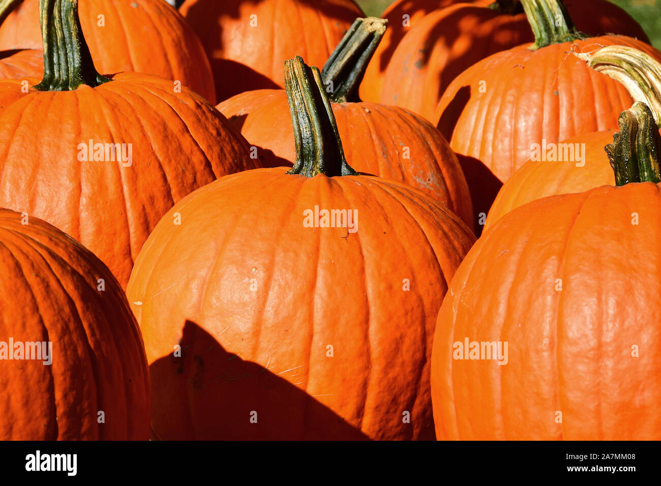 Pumpkin Stand in Massachusetts Stock Photo