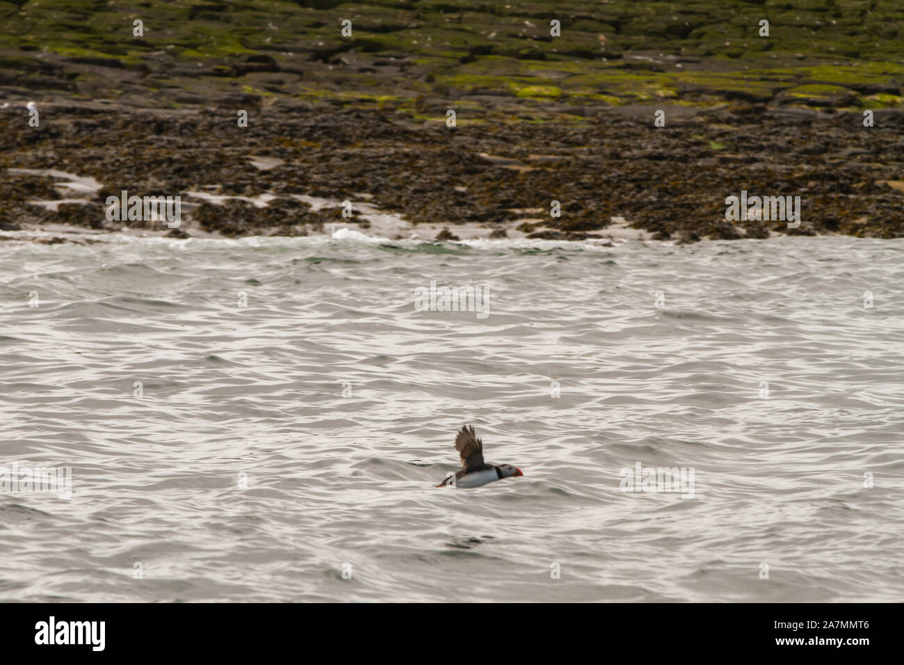 Puffin, small alcids birds with colorful beak, flying above the sea in ...