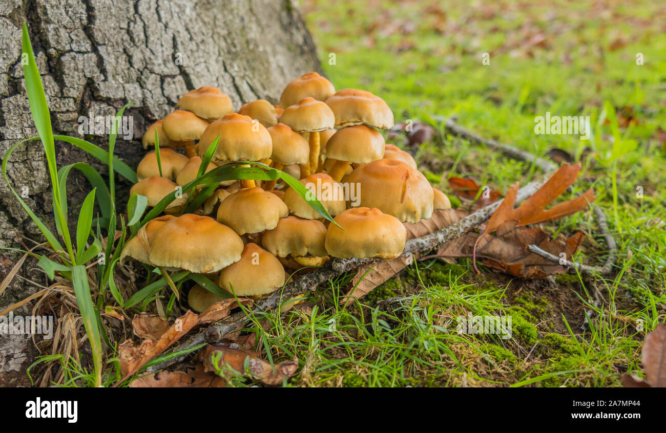 mushrooms fairy ring marasmius oreades Stock Photo