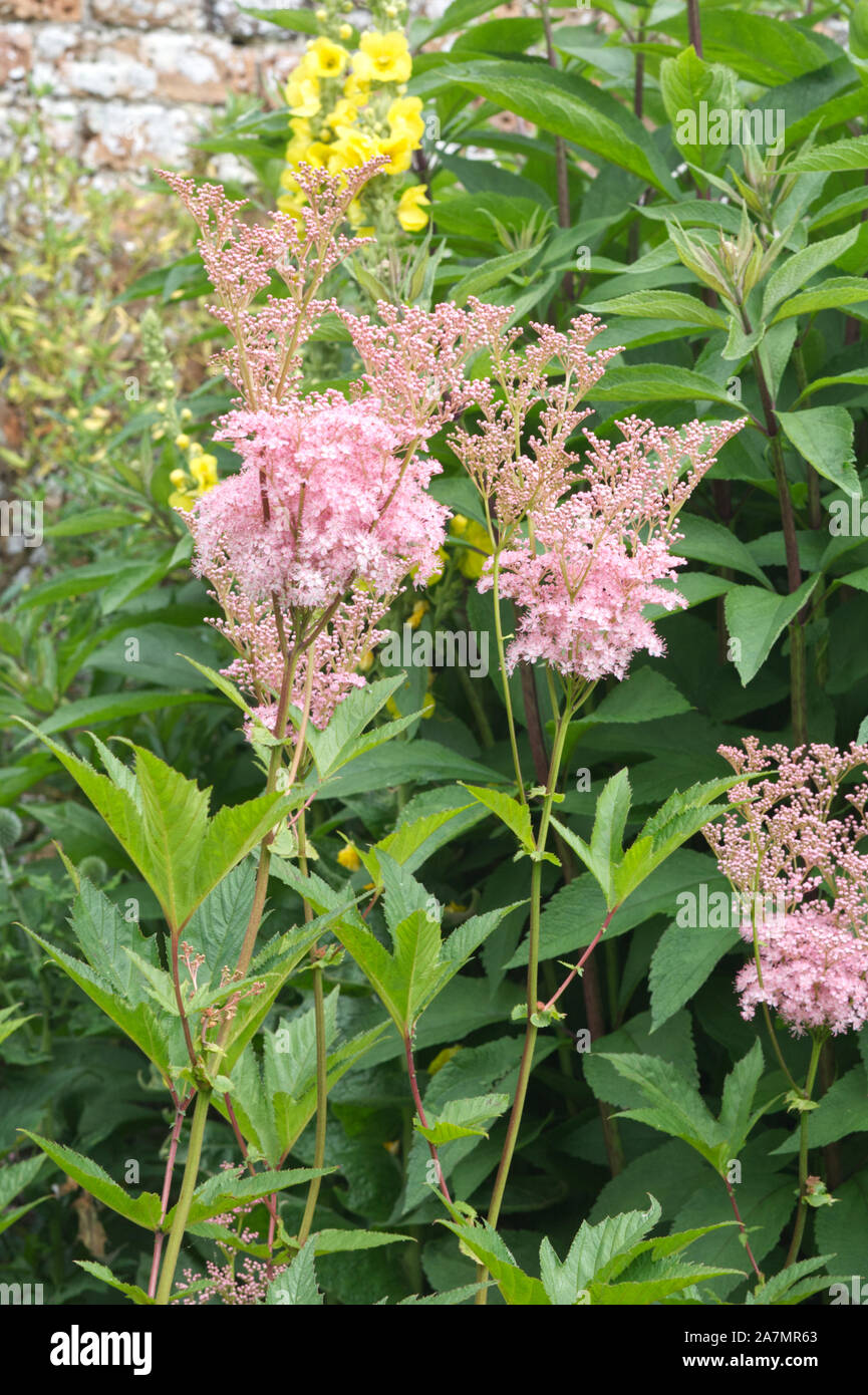 astilbe japonica europa Stock Photo