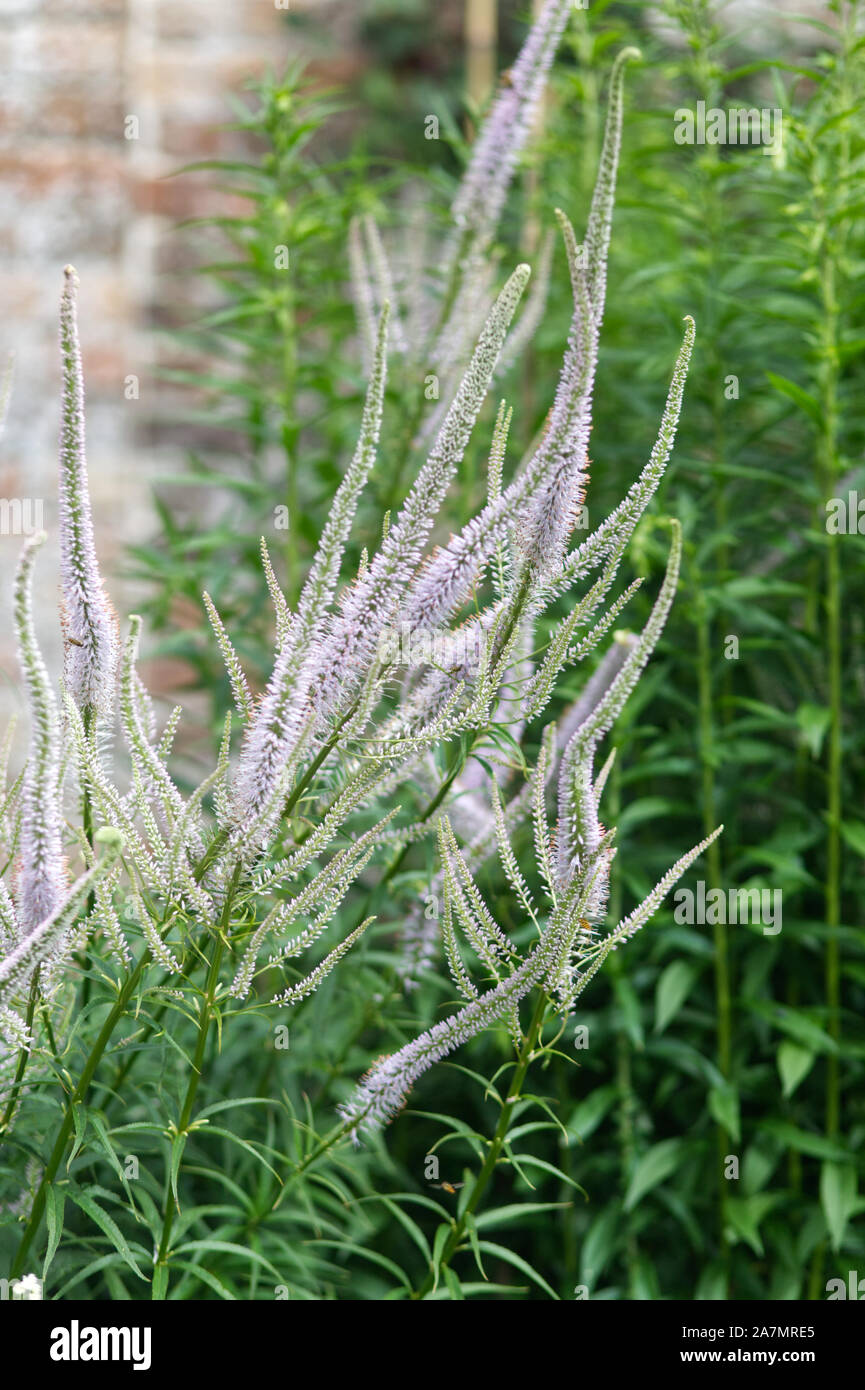 Veronicastrum virginicum Lavendelturm Stock Photo - Alamy
