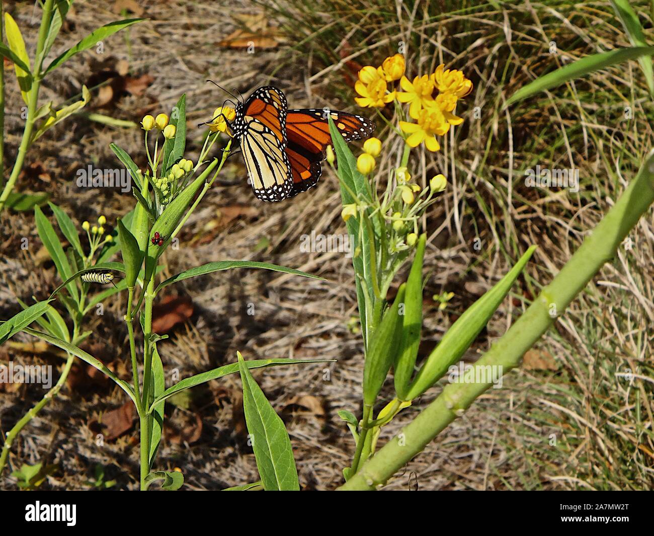 New Orleans, Louisiana - butterfly Stock Photo