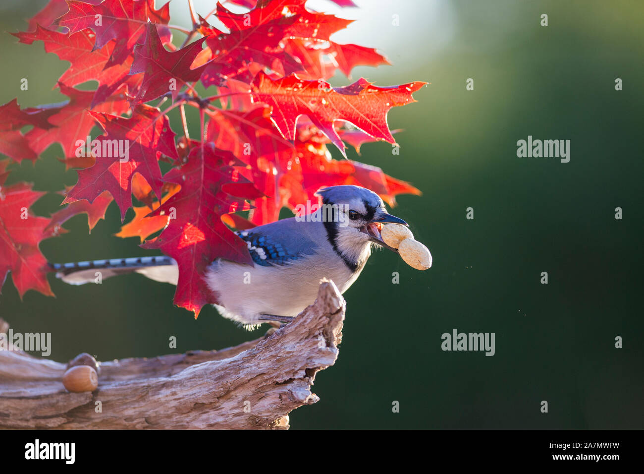Blue jay portrait Stock Photo Alamy