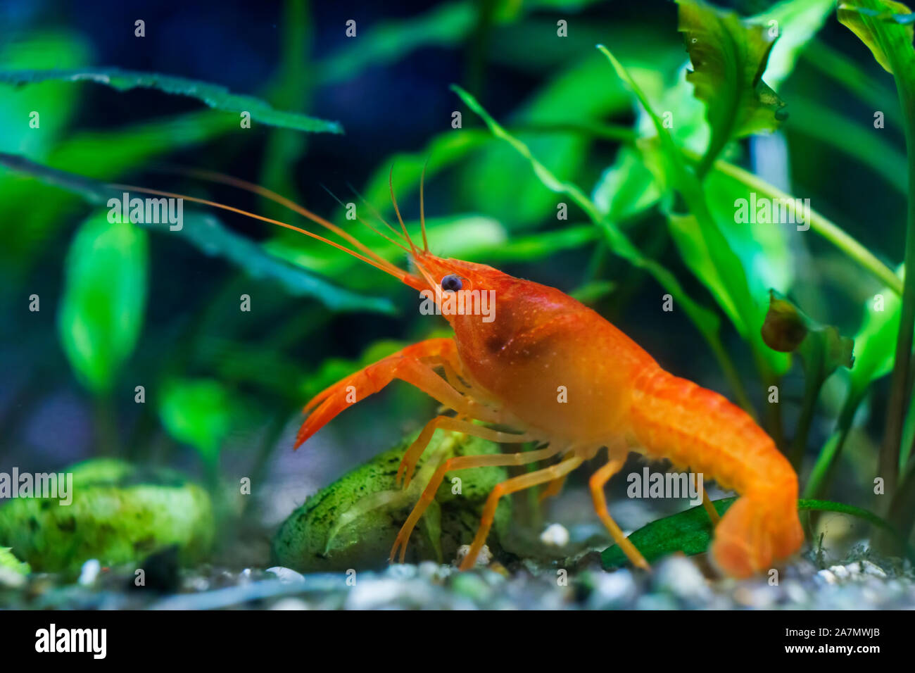 Mexican Orange crayfish Stock Photo