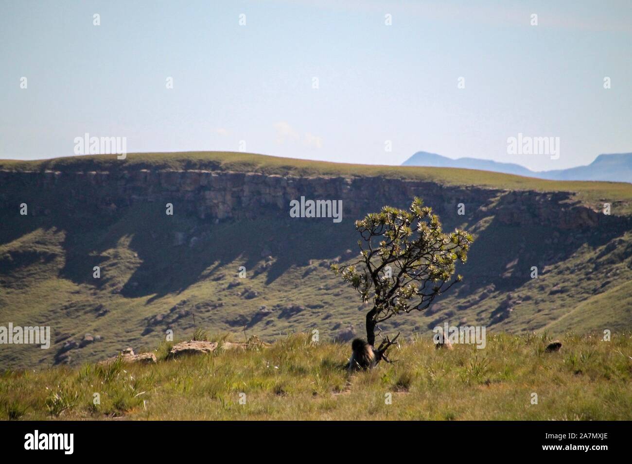 Affen beobachten Berglandschaft von oben Stock Photo