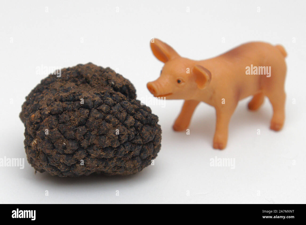 Truffle pig hires stock photography and images Alamy