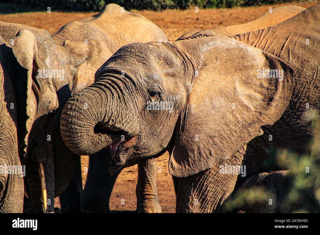 Trinkender Elefant in der Gruppe Stock Photo