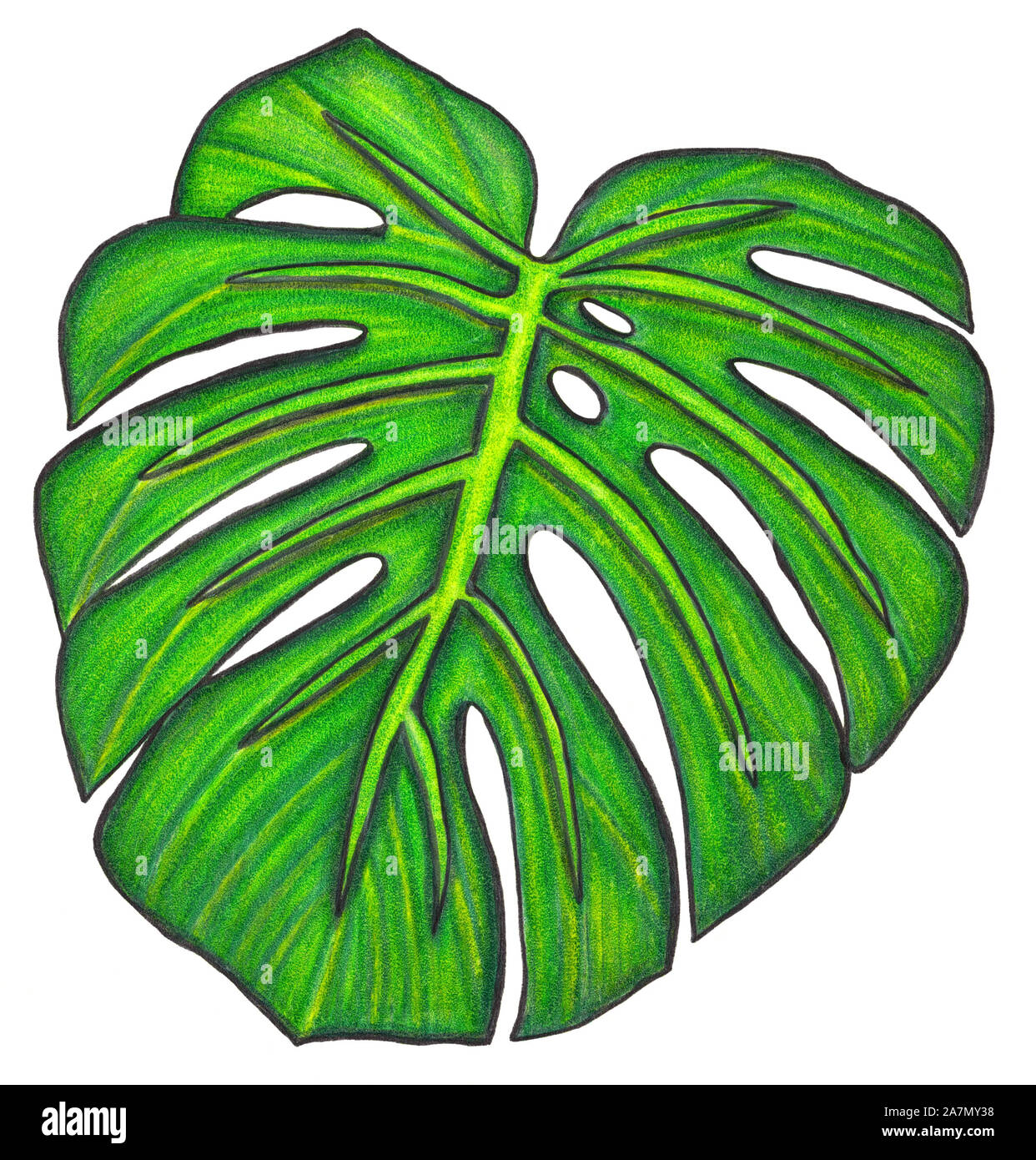 Monstera Blatt Malvorlage
