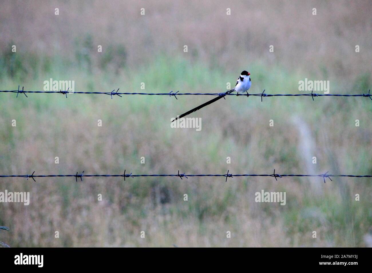 Natur Wesen High Resolution Stock Photography And Images - Alamy