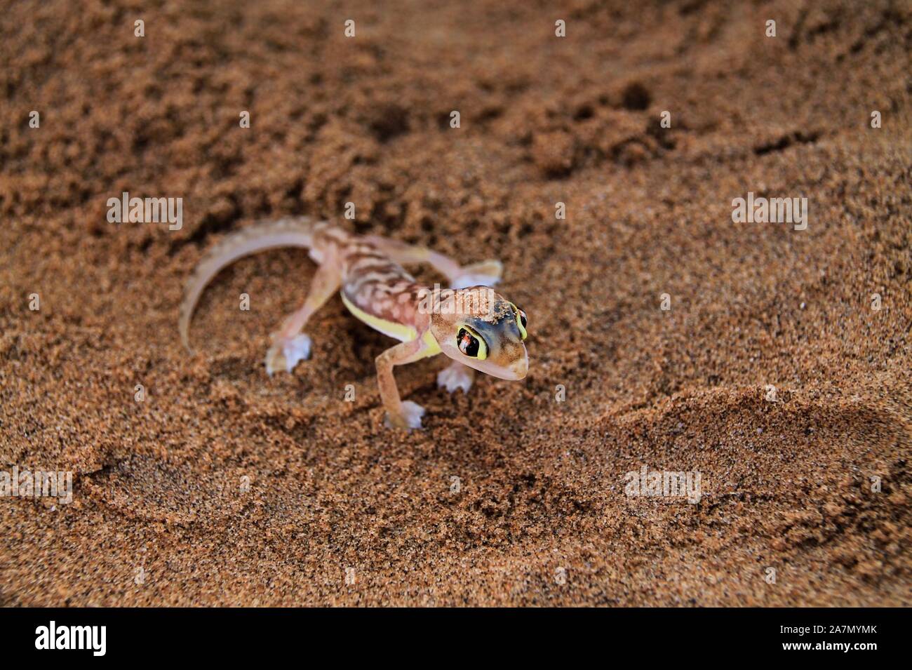 Namibgecko in der Wüste Namibias Stock Photo