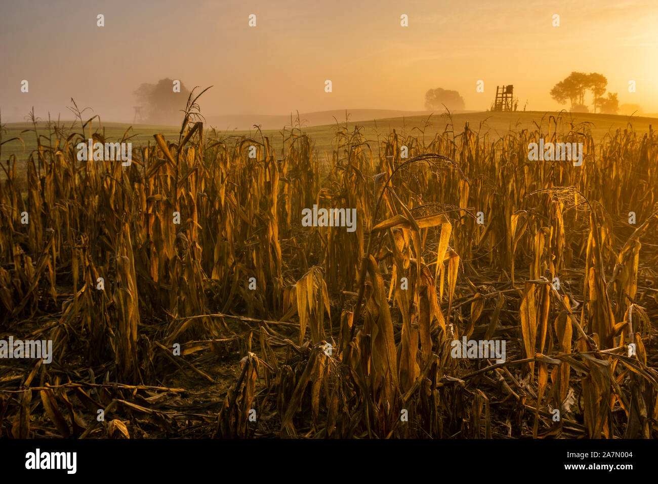 corn left in the field to lure animals. In the background the hunting tower is visible Stock Photo
