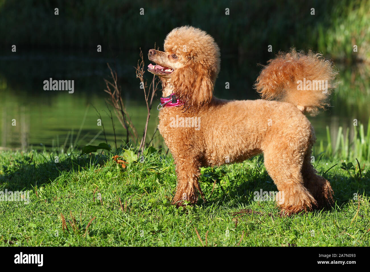 miniature poodle