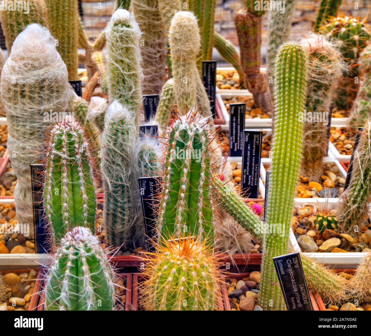 Beautiful view with variety of cactus plants in pots and labels with ...