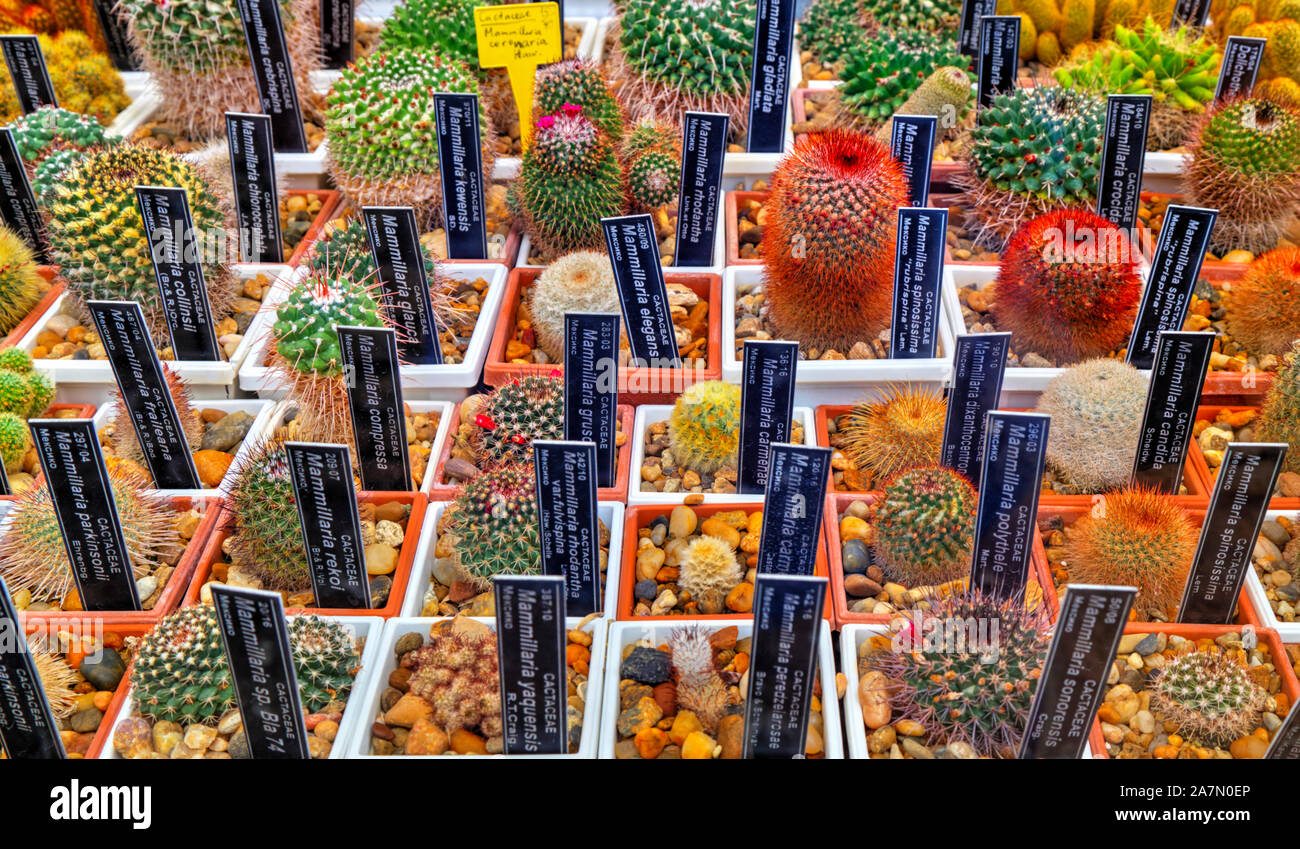 Beautiful view with variety of cactus plants in pots and labels with ...