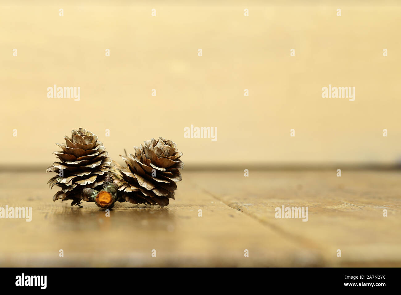 Tree spruce fir in magic hi-res stock photography and images - Alamy