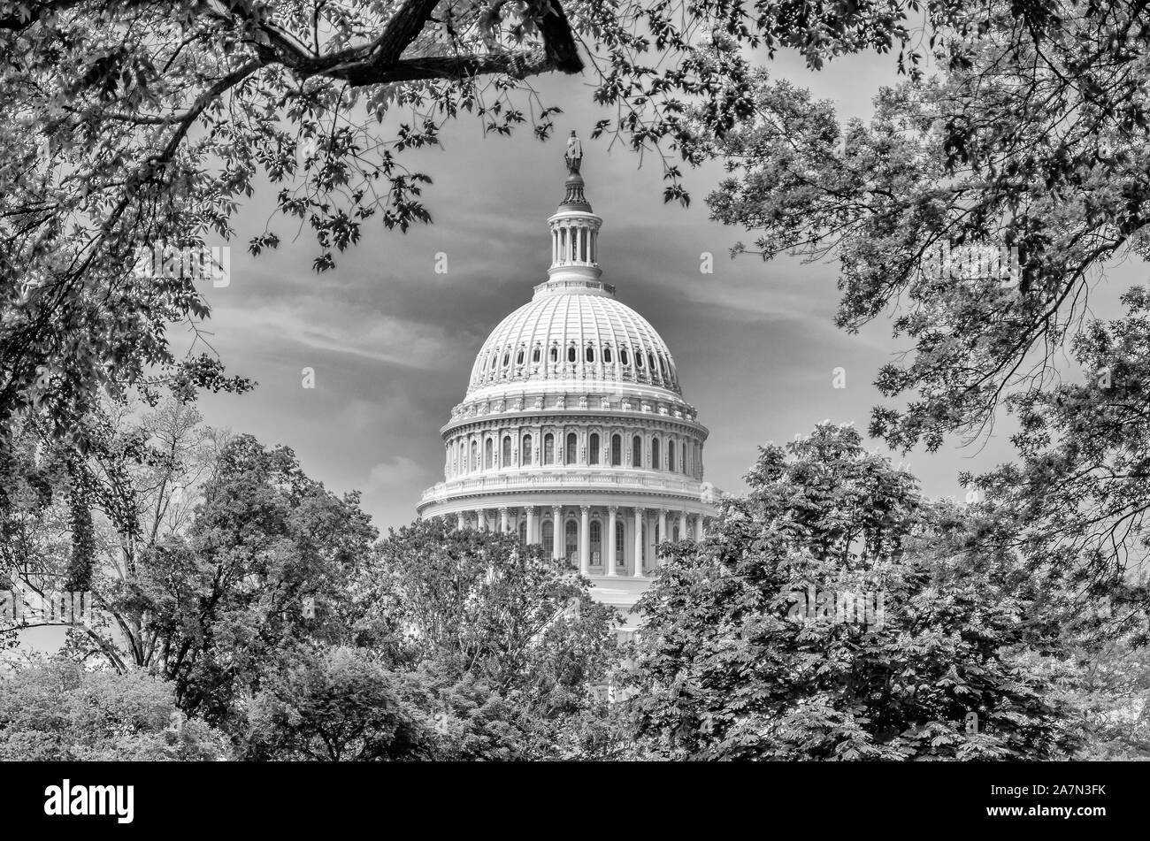 The dome of the United States Capitol building, iconic home of the United States Congress, framed by trees, Washington DC, USA Stock Photo
