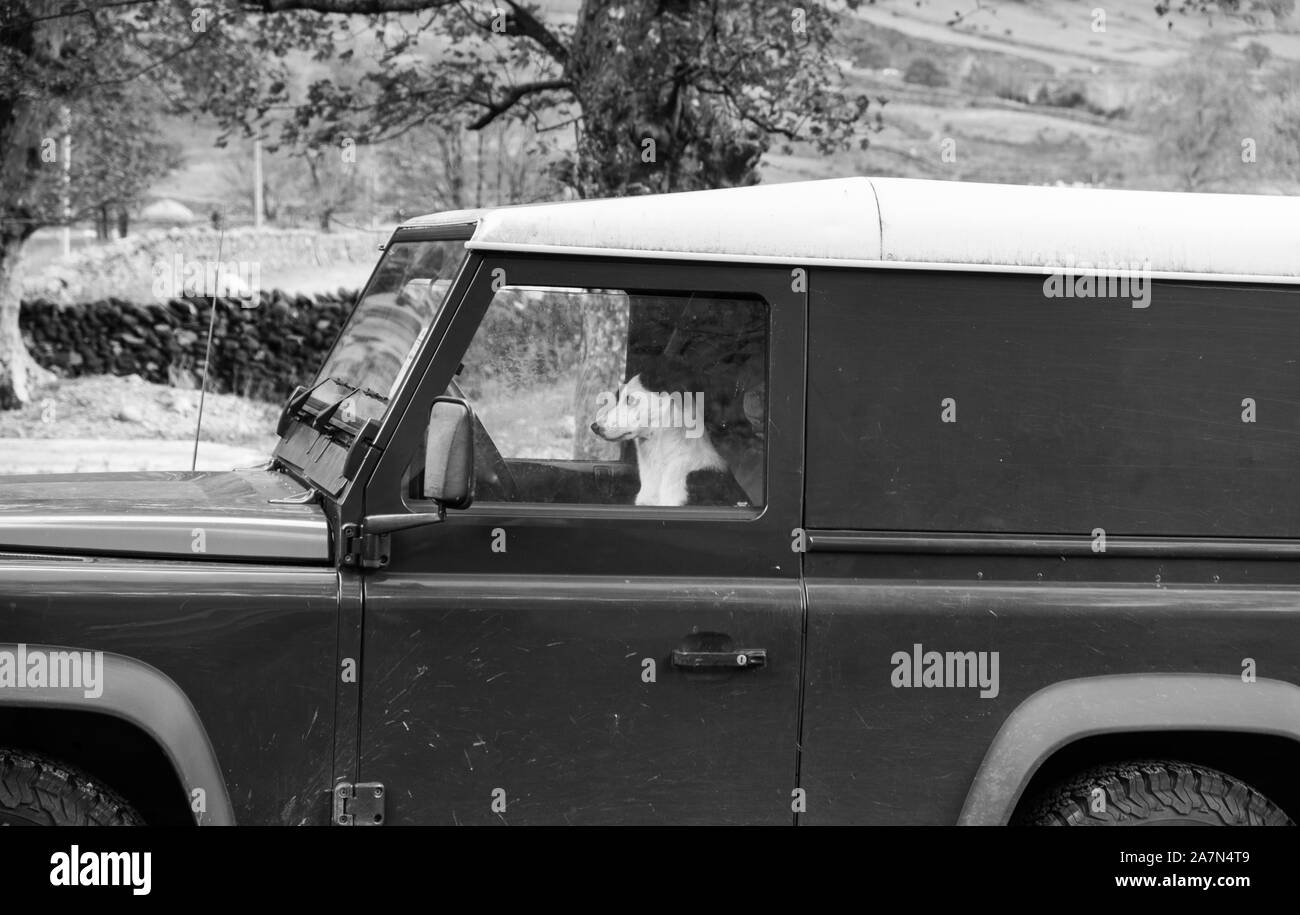 Farm dog in  a car Stock Photo