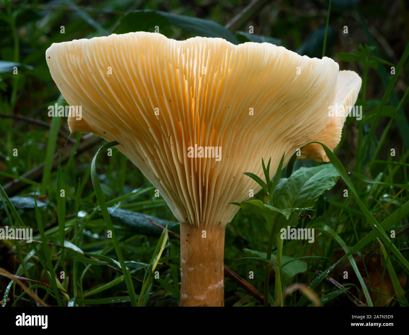 Ground level view of common funnel mushroom (Clitocybe gibba) showing